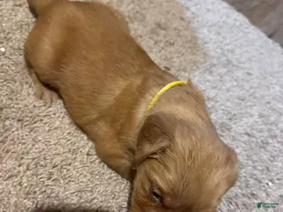 Golden Retriever dogs Golden Retriever Puppy 5 - Ad 18