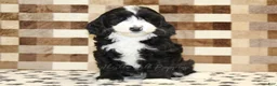 Mixed Breed dogs for sale: Fairy - Ad 3