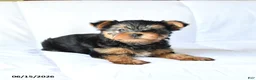 Yorkshire Terrier dogs for sale: Axle - Ad 2