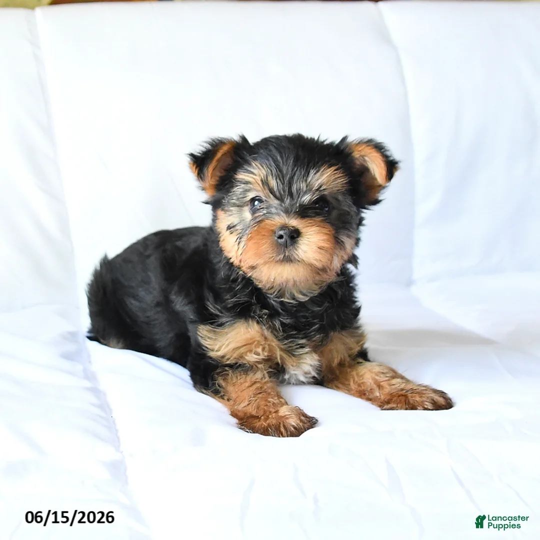 Yorkshire Terrier dogs for sale: Axle - Ad 2