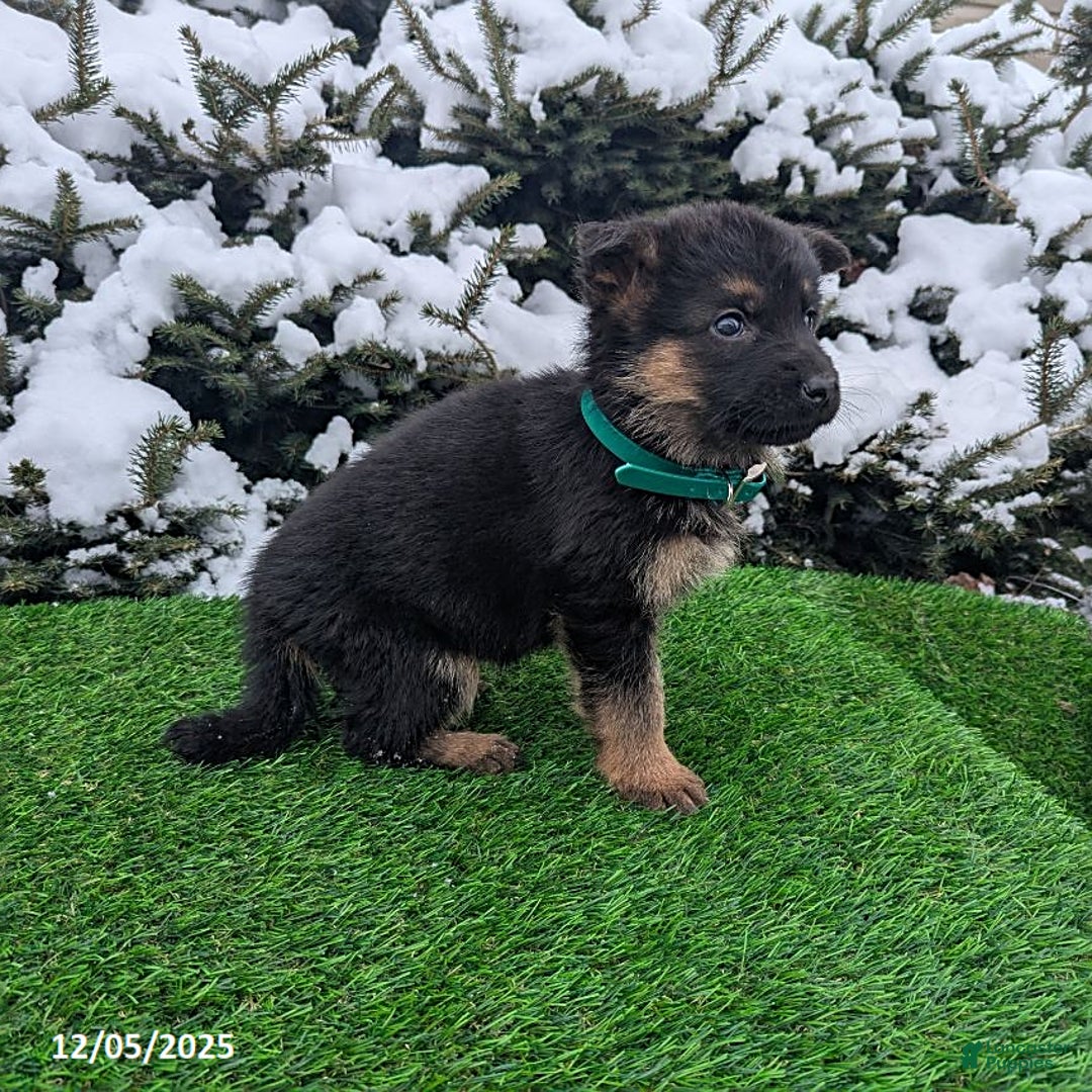 German Shepherd dogs for sale: Charlotte - Ad 3