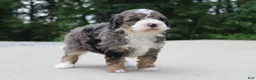 Mini Bernedoodle dogs for sale: Cleo  - Ad 2