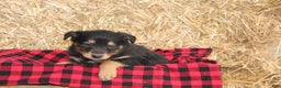 English Shepherd dogs for sale: Taffy - Ad 1