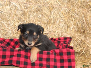 English Shepherd dogs Taffy - Ad 8