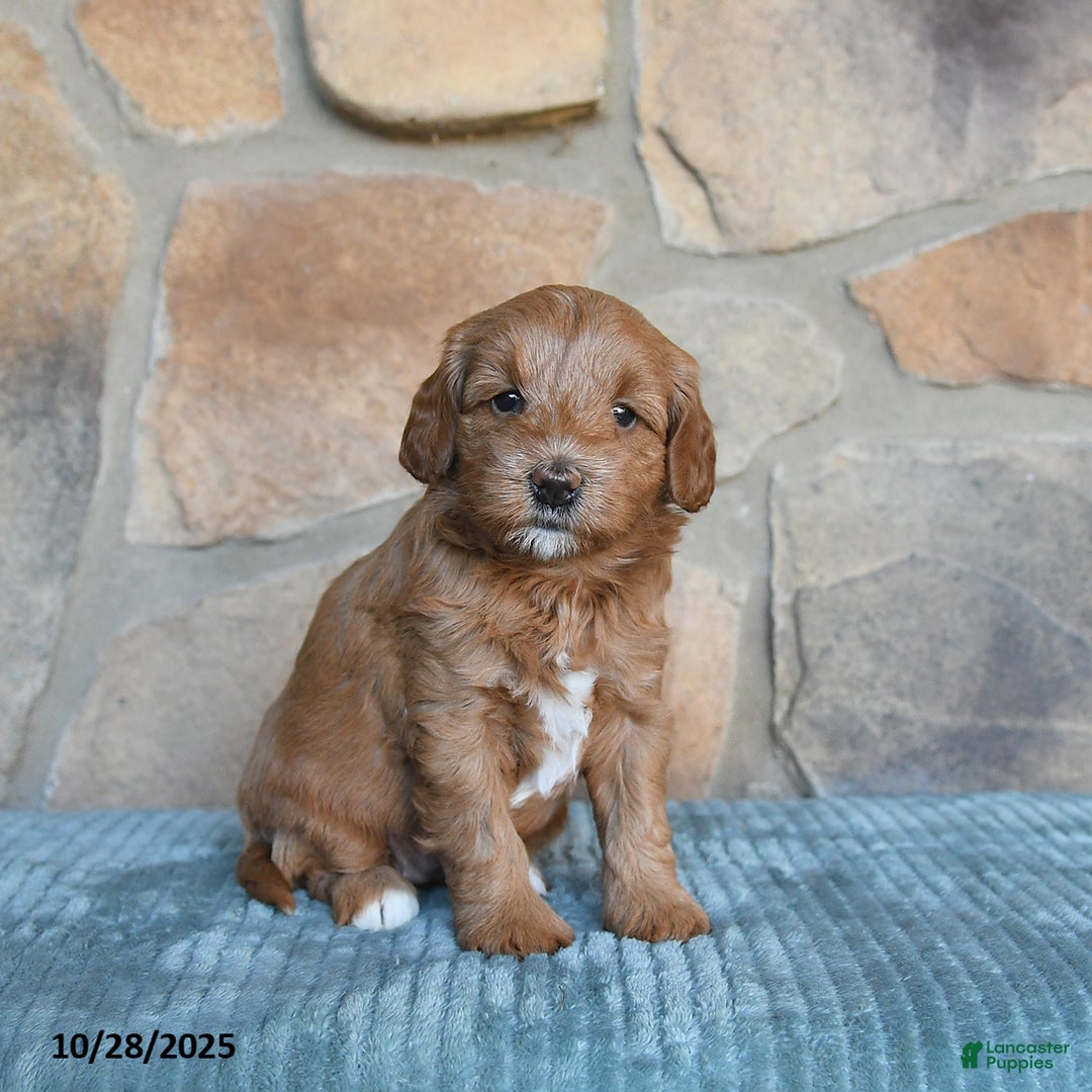 Mini Goldendoodle dogs for sale: Millie - Image 1