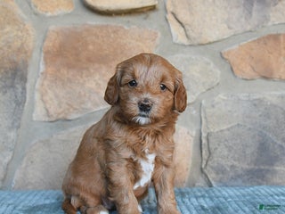 Mini Goldendoodle dogs - Ad 30