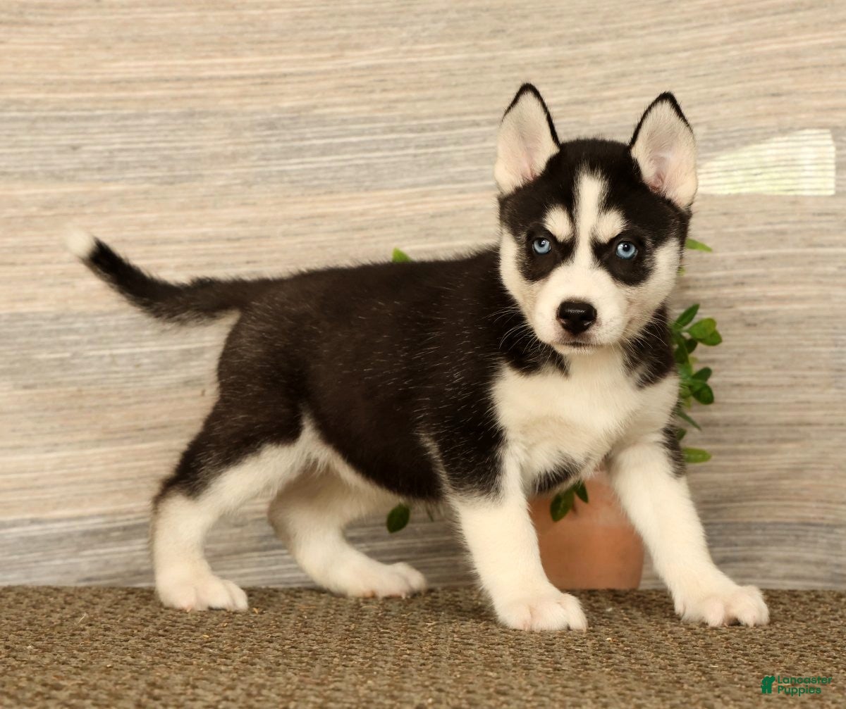 Siberian Husky dogs Molly - Ad 1