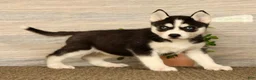 Siberian Husky dogs for sale: Molly - Ad 1