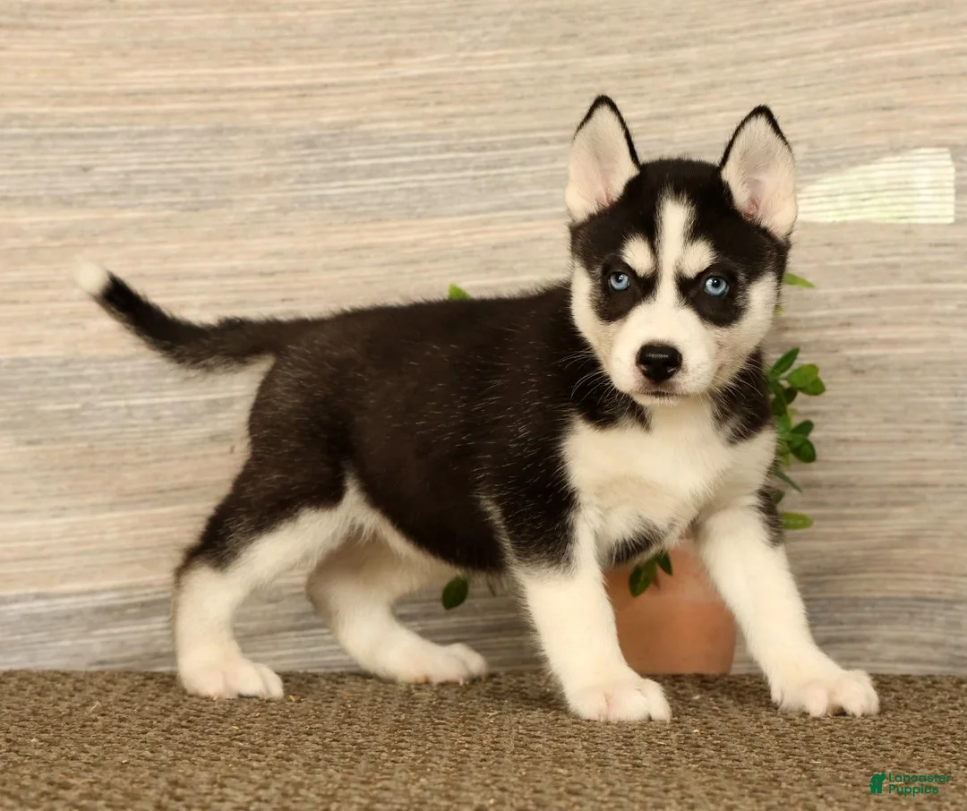 Siberian Husky dogs for sale: Molly - Ad 1
