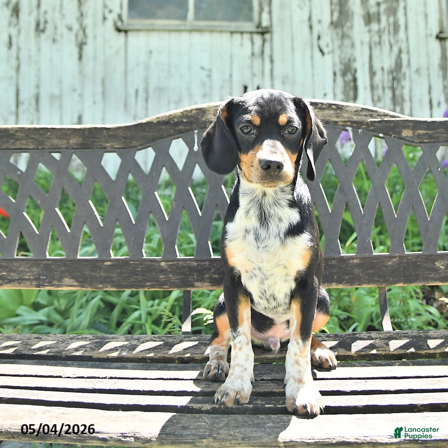 Mixed Breed dogs Shorty  - Ad 2