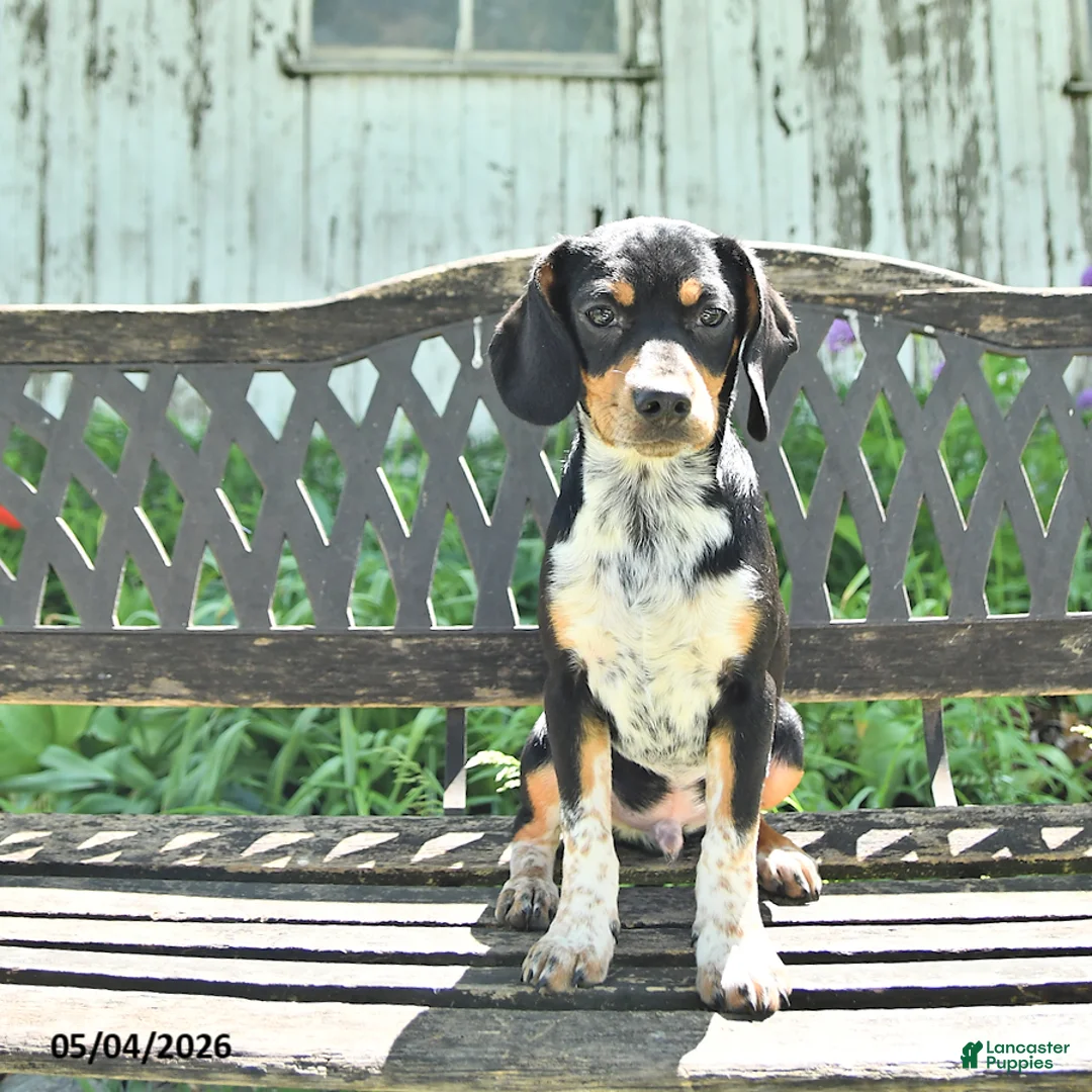 Mixed Breed dogs for sale: Shorty  - Ad 2