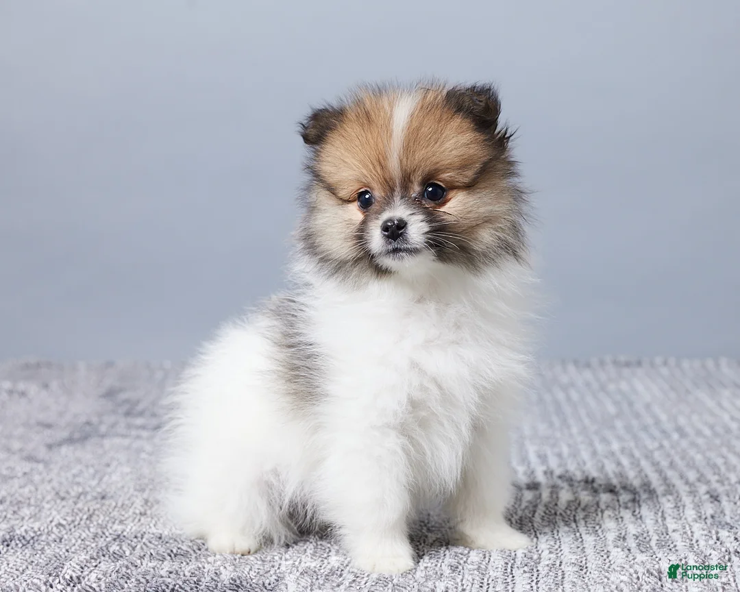 Pomeranian dogs for sale: Cody - Ad 3