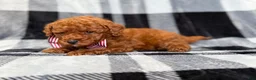 Mini Goldendoodle dogs for sale: Scout - Ad 4