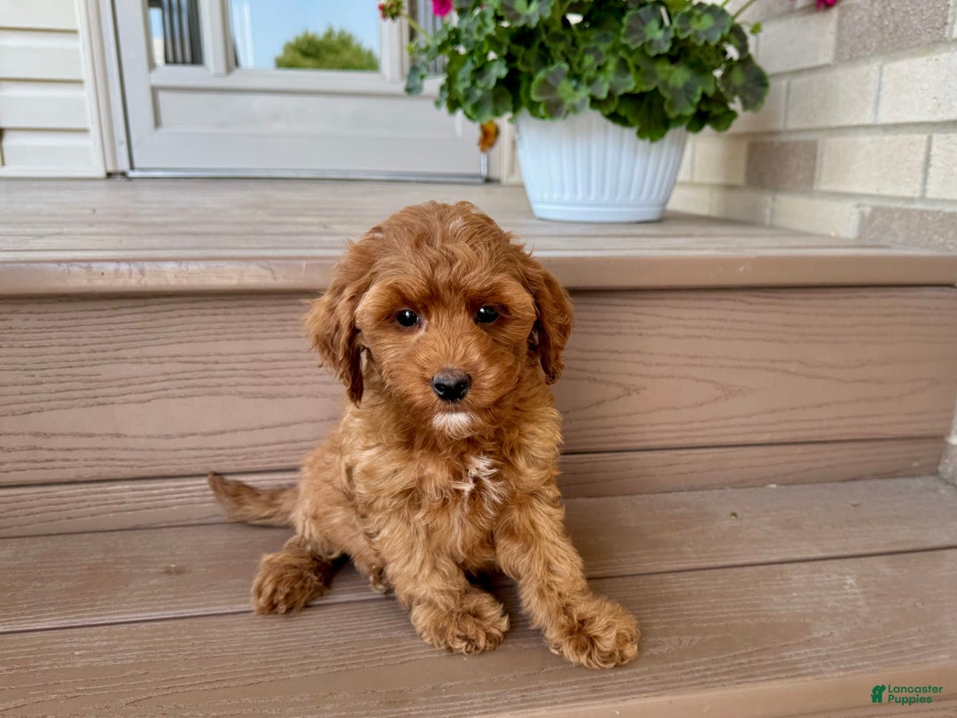 Cockapoo dogs for sale: Samantha - Ad 5