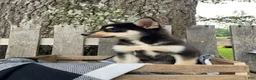 Pomsky dogs for sale: Zack - Ad 3
