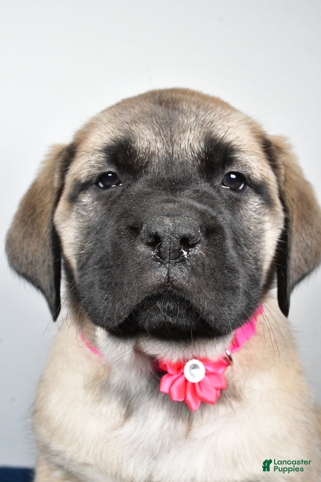 English Mastiff dogs for sale: Shawn - Ad 7
