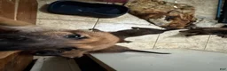 Belgian Malinois dogs for sale: Dina - Ad 7