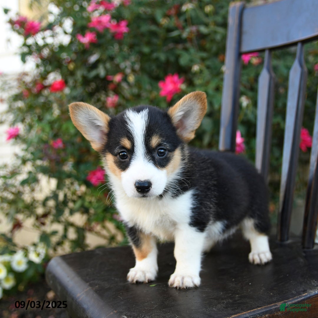 Welsh Corgi Pembroke dogs for sale: Cola - Ad 3