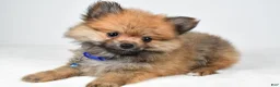 Pomeranian dogs for sale: Flower - Ad 1