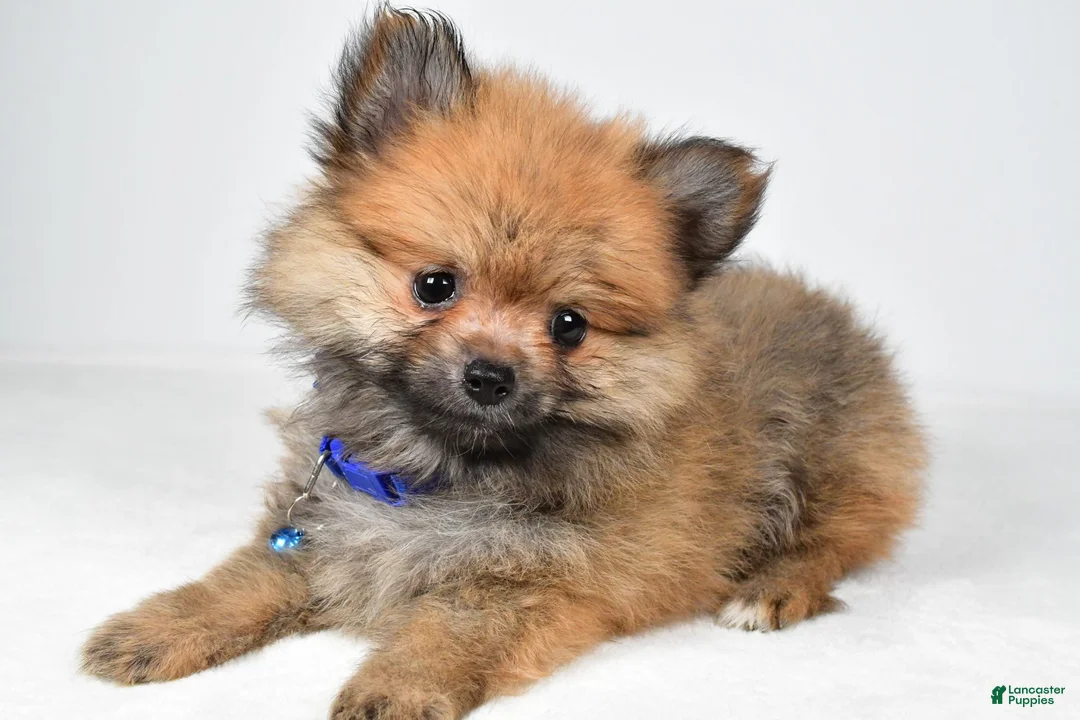 Pomeranian dogs for sale: Flower - Ad 1