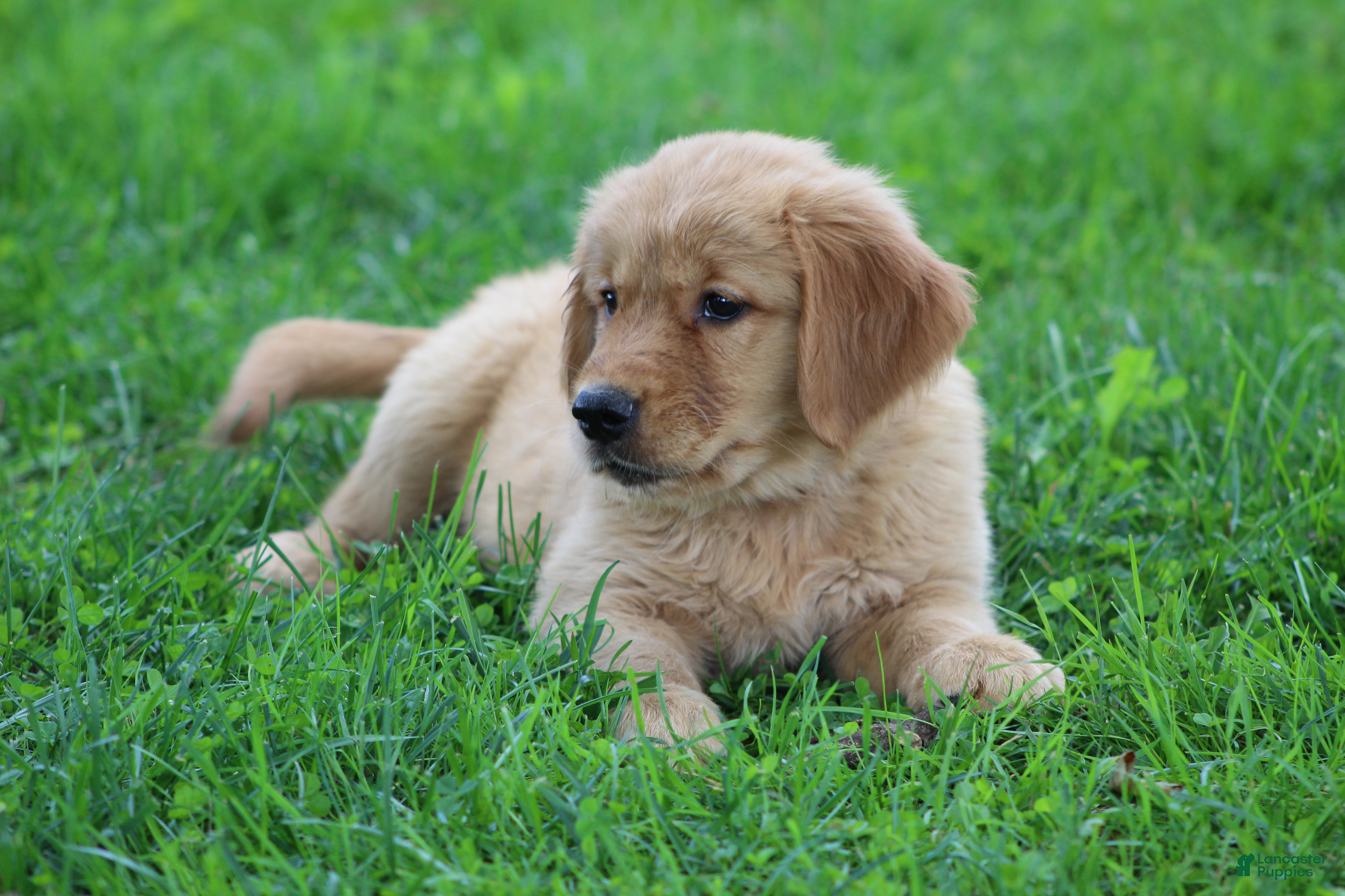 Golden Retriever dogs Lyla - Ad 2