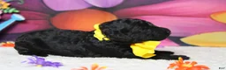 Toy Poodle dogs for sale: Dave  - Ad 2
