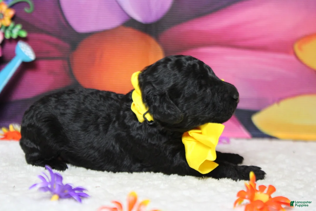 Toy Poodle dogs for sale: Dave  - Ad 2