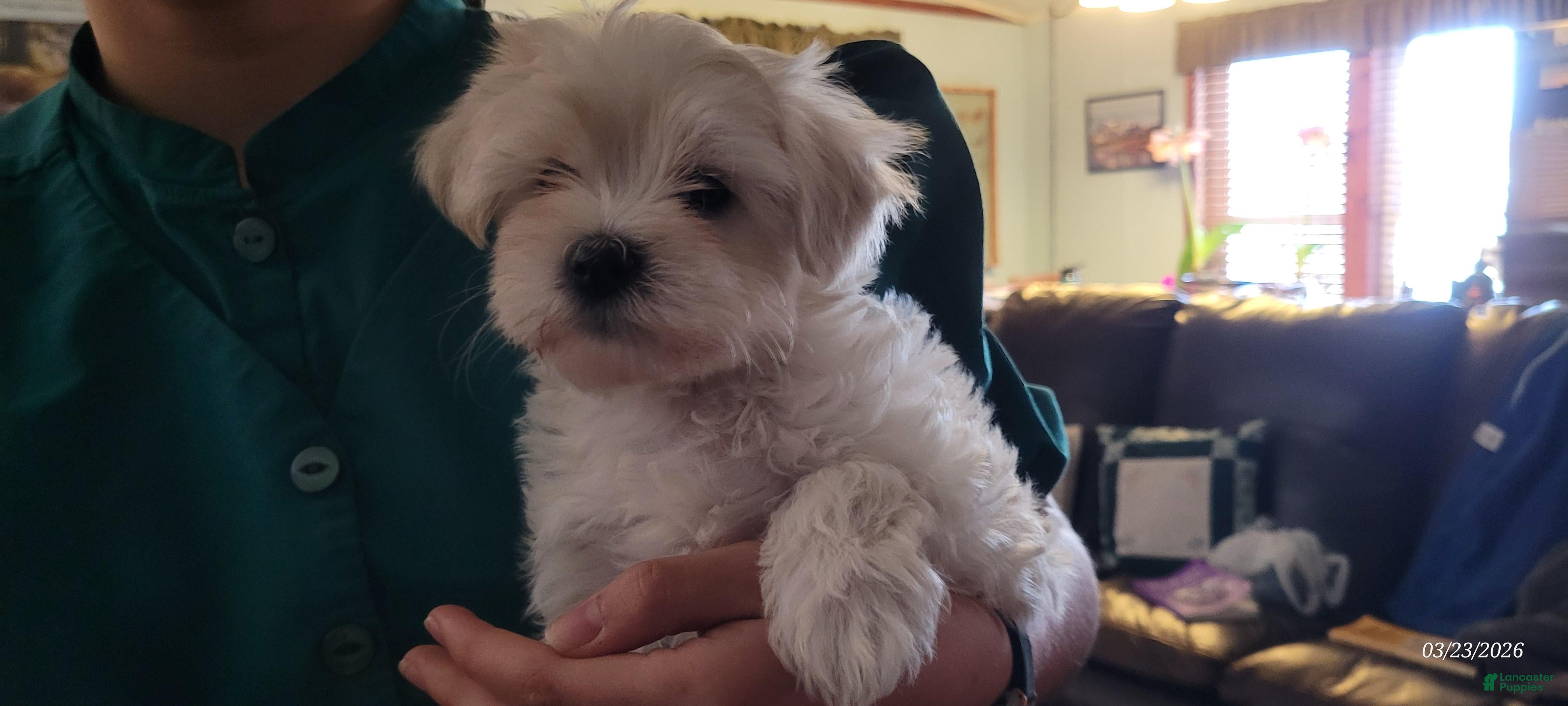 Maltipoo dogs Pansy - Ad 1