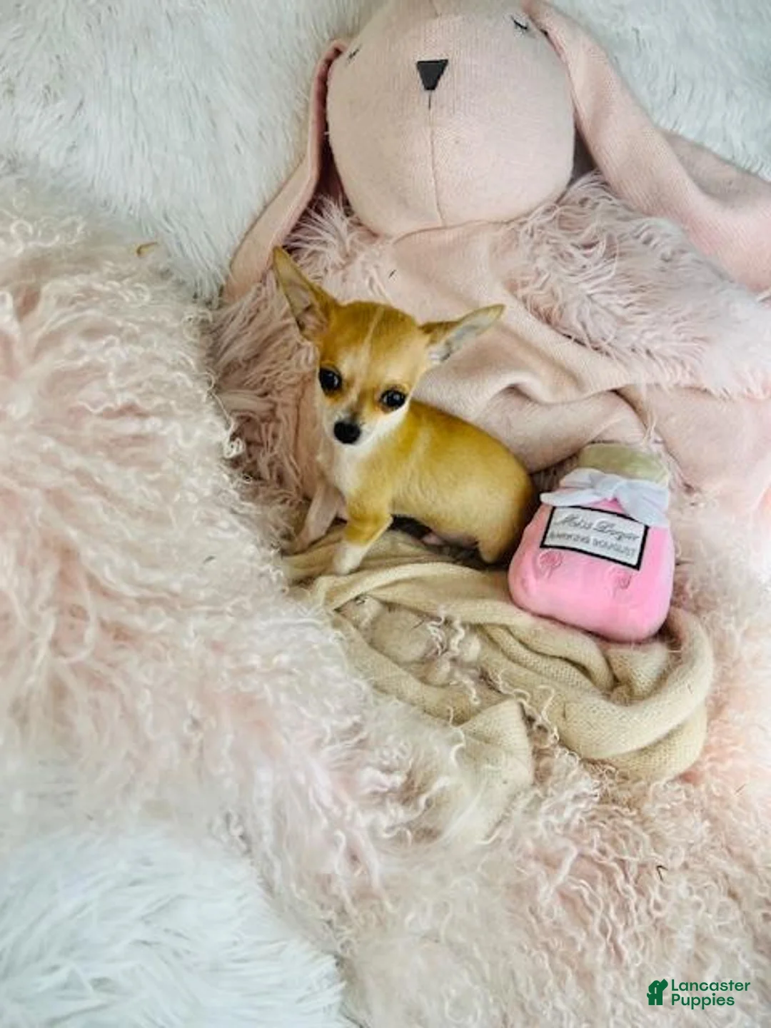 Chihuahua dogs for sale: Chihuahua Puppy 1 - Ad 2