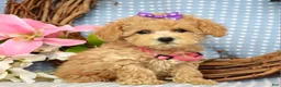 Maltipoo dogs for sale: Molly Xsmall - Ad 3