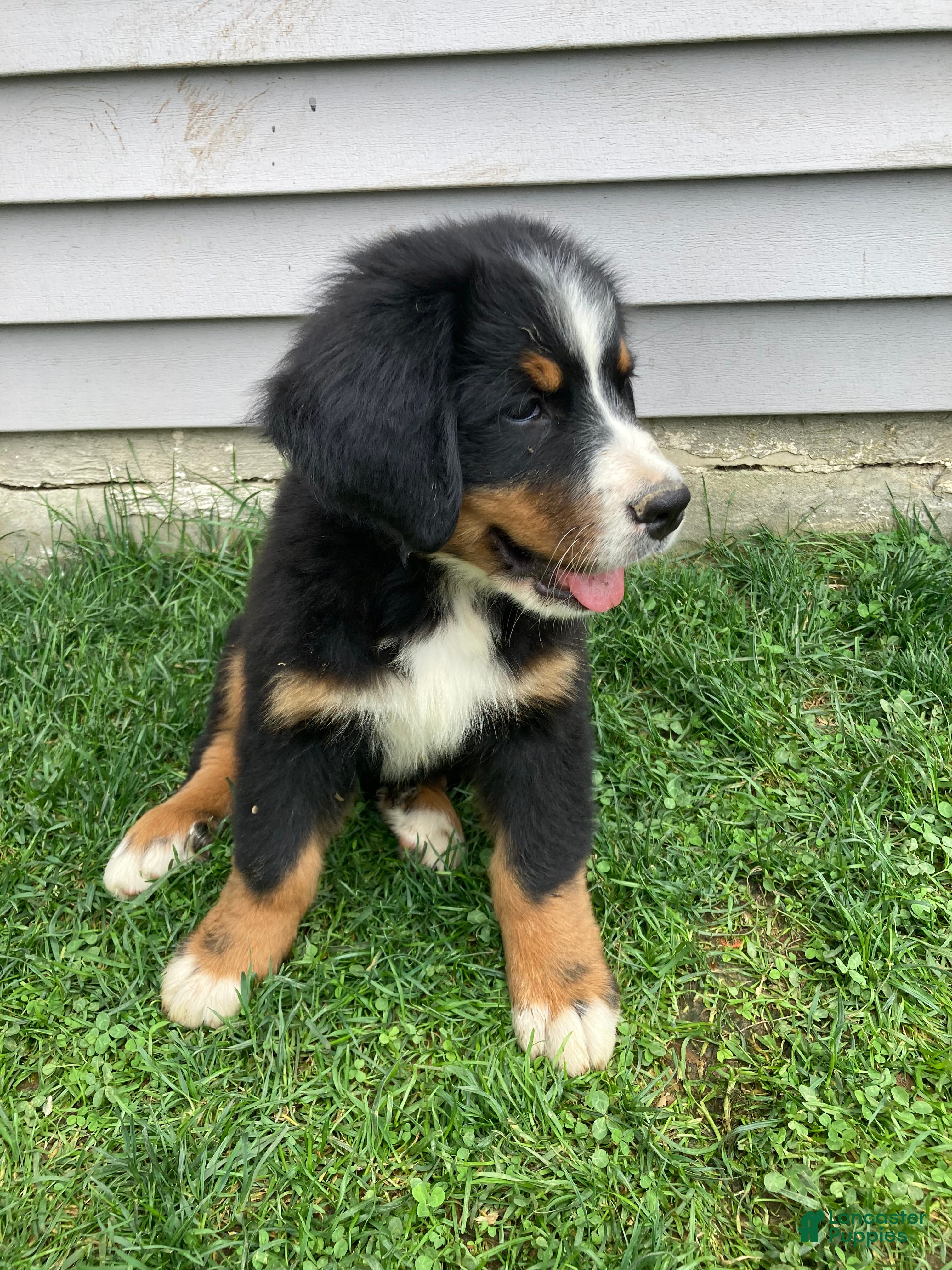 Bernese Mountain Dog dogs Aurora - Ad 2