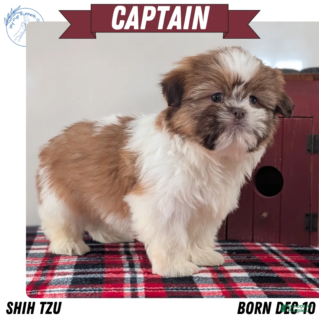 Shih Tzu dogs for sale: Captain - Ad 1