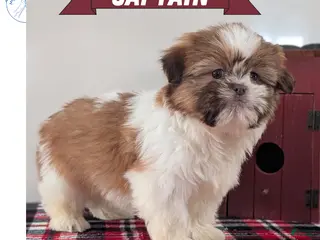 Shih Tzu dogs Captain - Ad 2