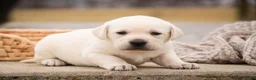 Labrador Retriever dogs for sale: Shebah - Ad 8