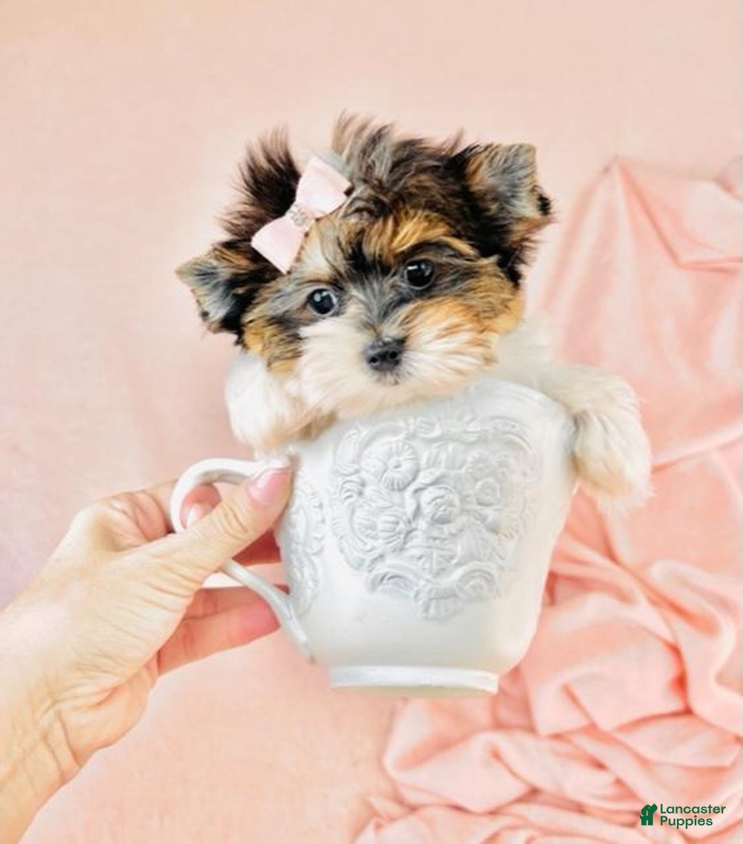 Yorkshire Terrier dogs for sale: Yorkshire Terrier Puppy 2 - Ad 2