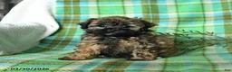 Shihpoo dogs for sale: Tulip - Ad 2