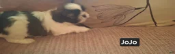 Shih Tzu dogs for sale: Shih Tzu 5 - Ad 7