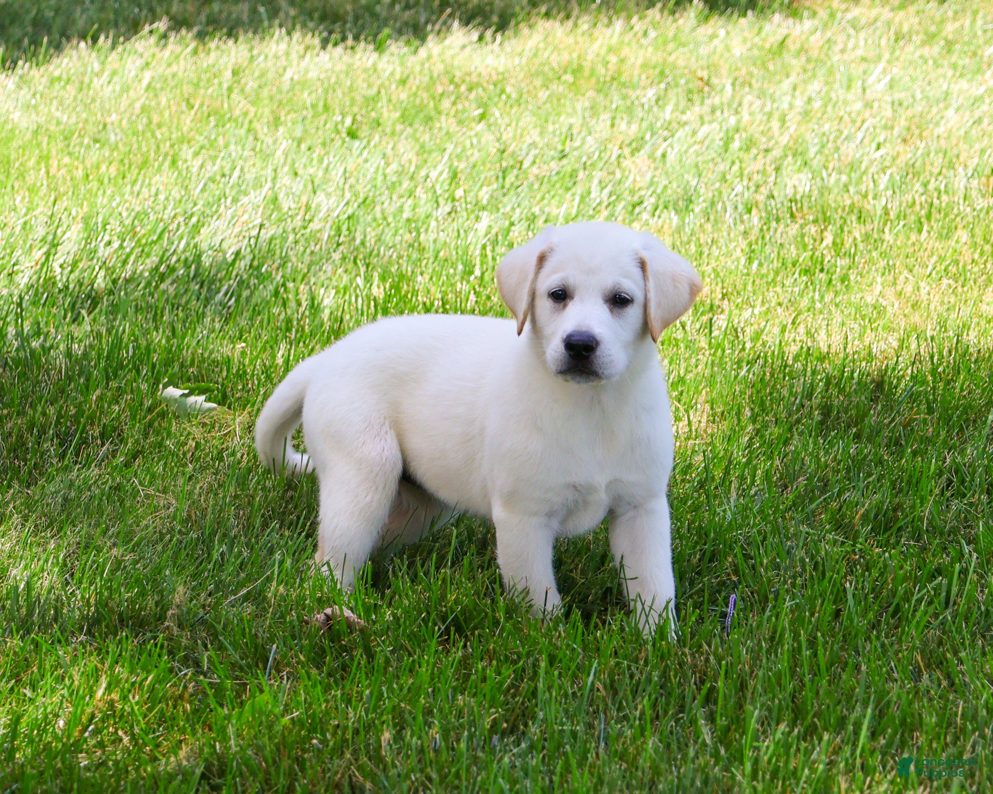 Labrador Retriever dogs Wanda  - Ad 34