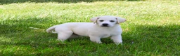 Labrador Retriever dogs for sale: Wanda  - Ad 1