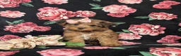 Yorkiepoo dogs for sale: Avery - Ad 2