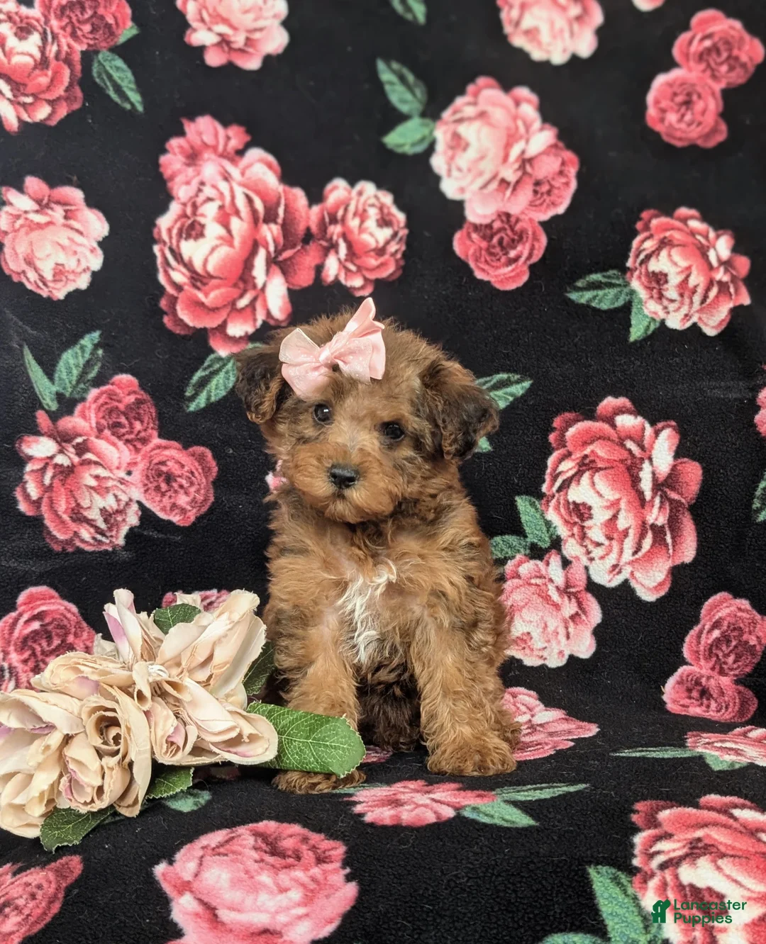 Yorkiepoo dogs for sale: Avery - Ad 2