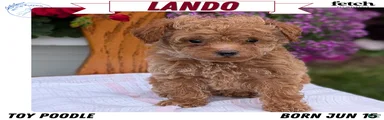 Lando