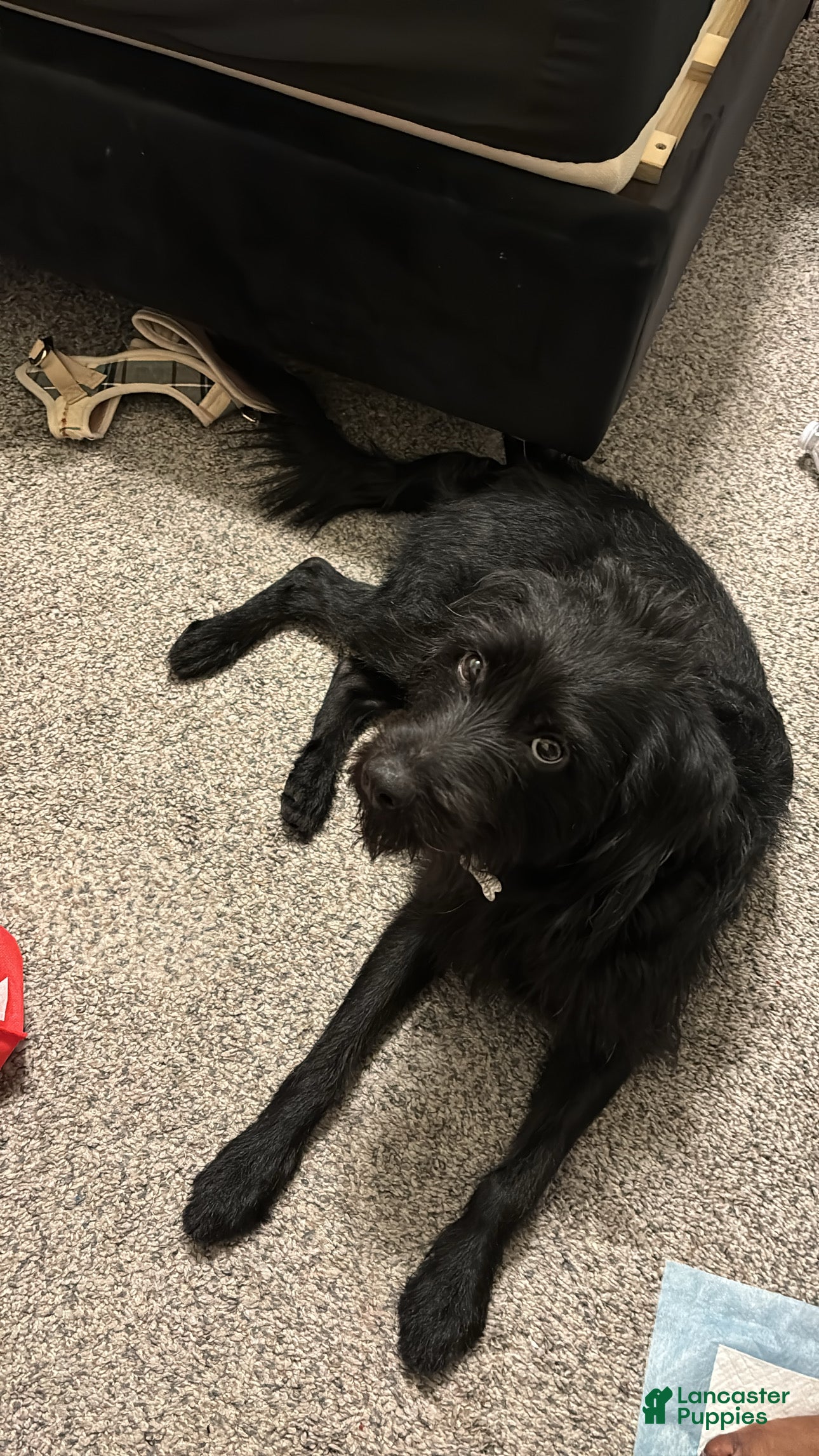 Labradoodle dogs Labradoodle Puppy 1 - Ad 15