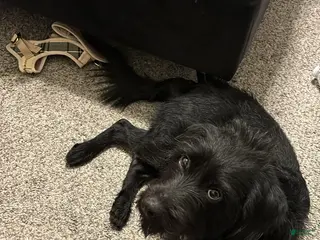 Labradoodle dogs Labradoodle Puppy 1 - Ad 15