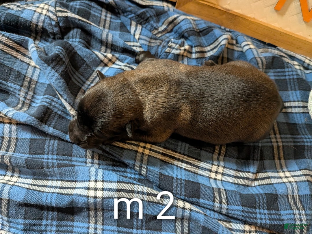 Belgian Malinois dogs for sale: Belgian Malinois Puppy 2 - Ad 3