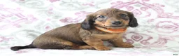 Miniature Dachshund dogs for sale: Cookie - Ad 5