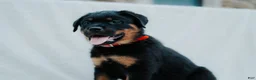 Rottweiler dogs for sale: Rottweiler 2 - Ad 3