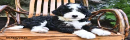 Mini Bernedoodle dogs for sale: Midnight - Ad 3