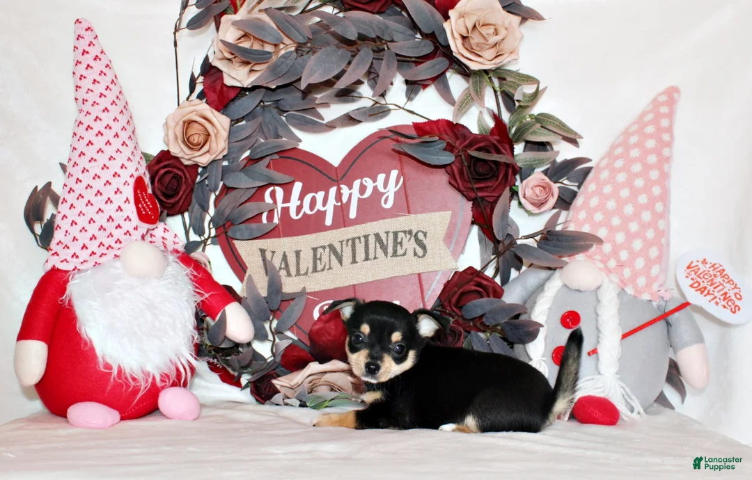 Chihuahua dogs for sale: Enrico - Ad 1