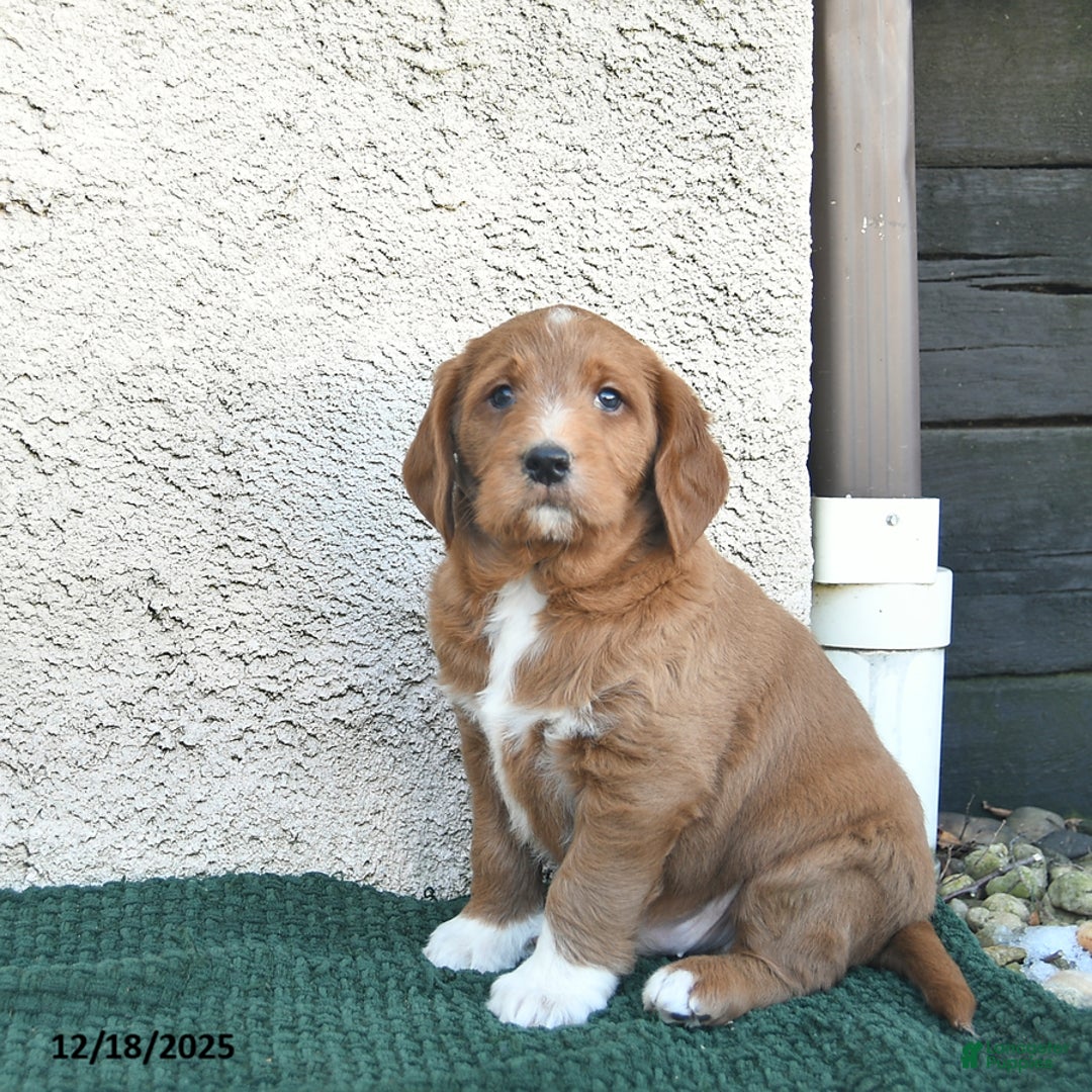 Labradoodle dogs for sale: Garland  - Ad 4